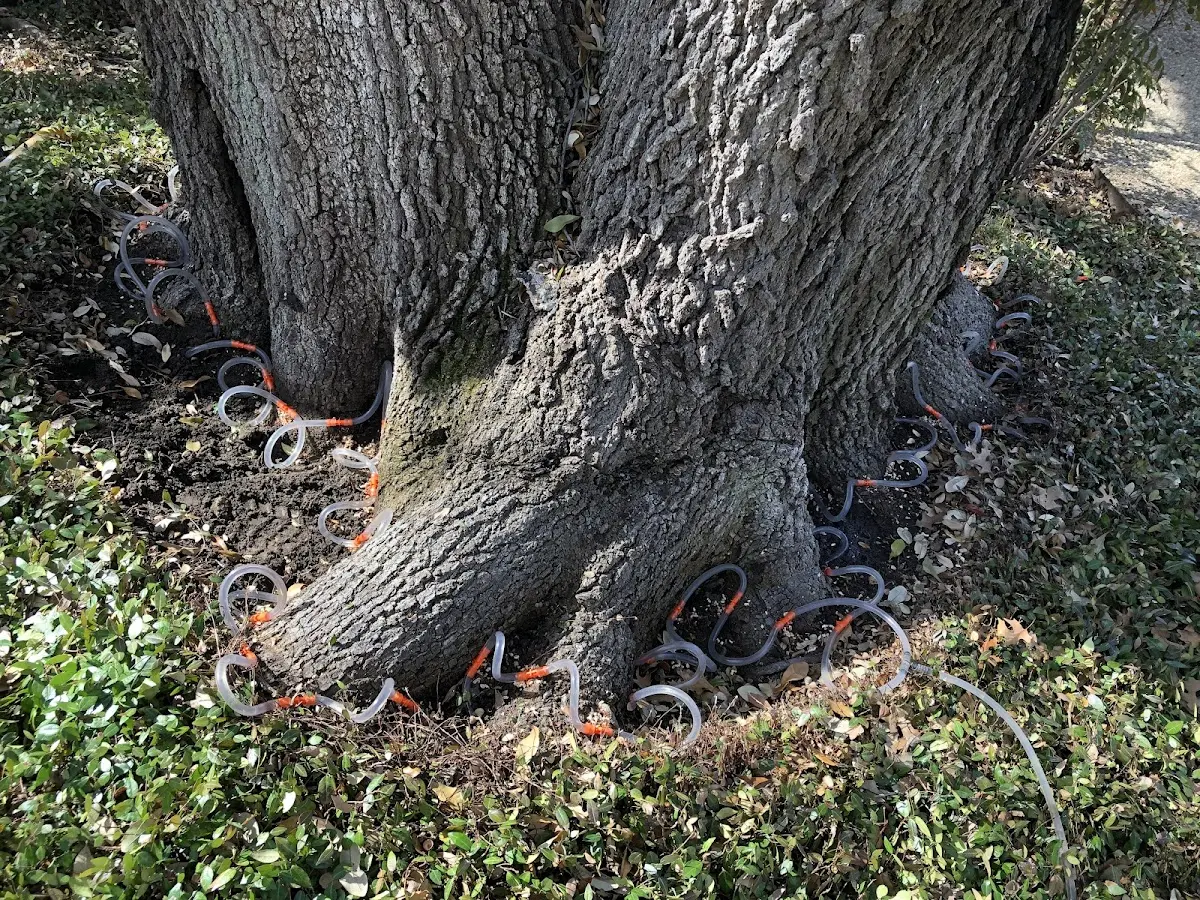 Detailed Tree Cabling and Bracing job site in Ottawa